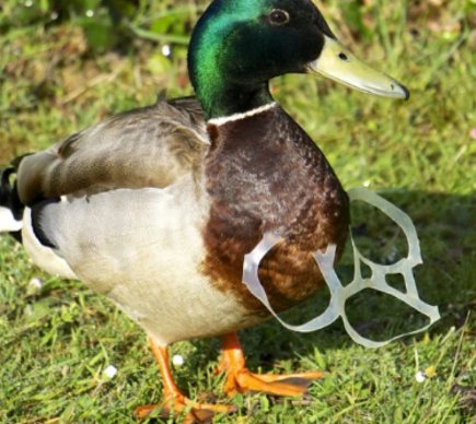 Duck trapped in 4-pack plastic